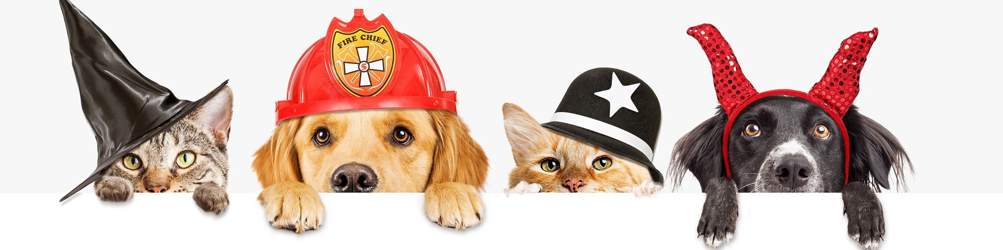 The Role of Pets in Halloween: Safety Tips and Cute Costume Ideas