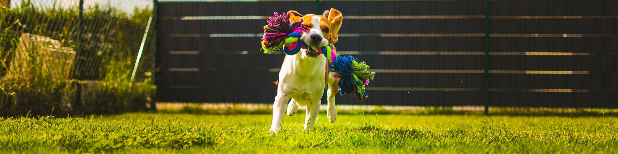 8 Fun Summer Activities to Enjoy with Your Furry Friends
